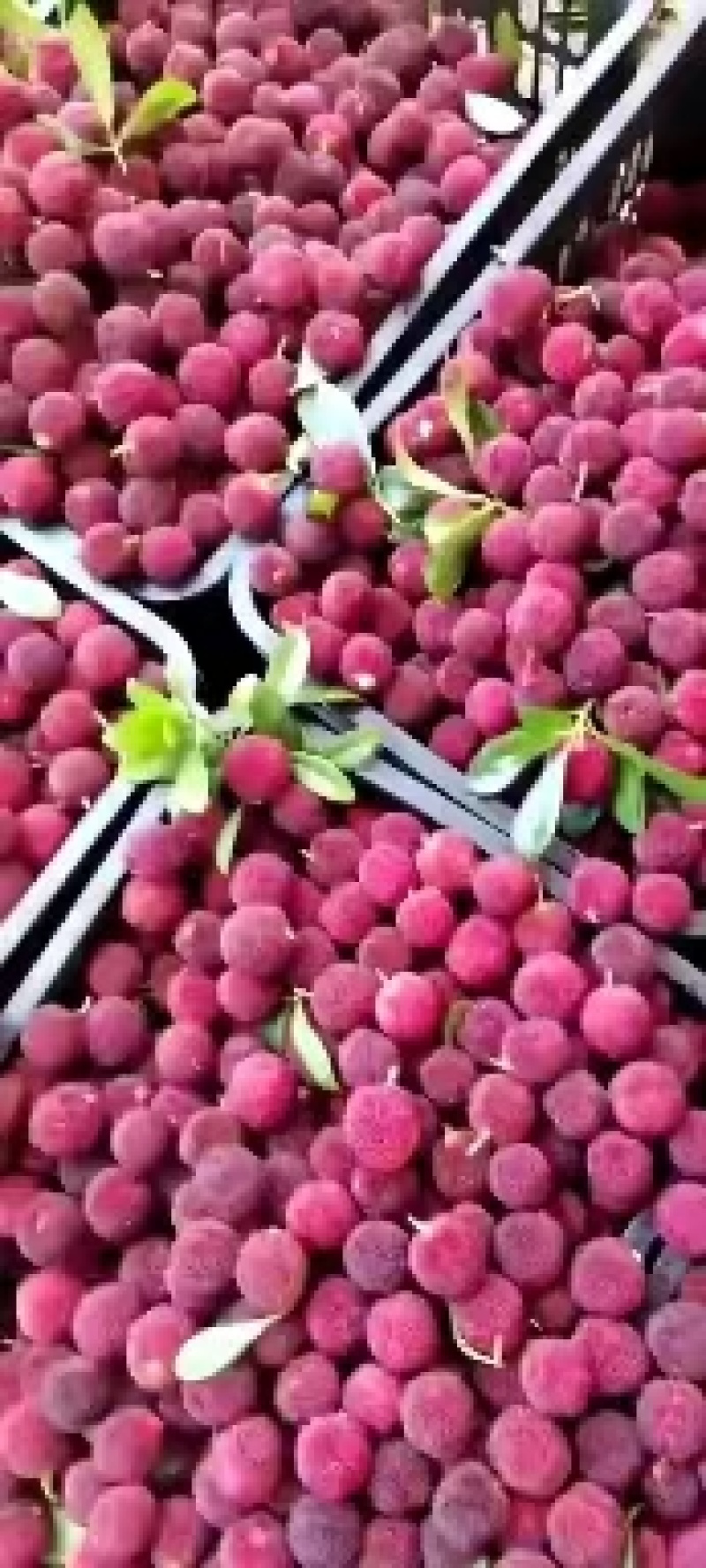 温州冰杨梅一件40包，开袋即食除偏远地区外包邮