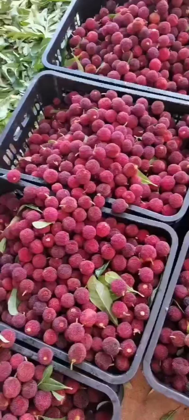 温州冰杨梅一件40包，开袋即食除偏远地区外包邮