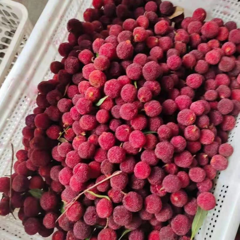 温州冰杨梅一件40包，开袋即食除偏远地区外包邮