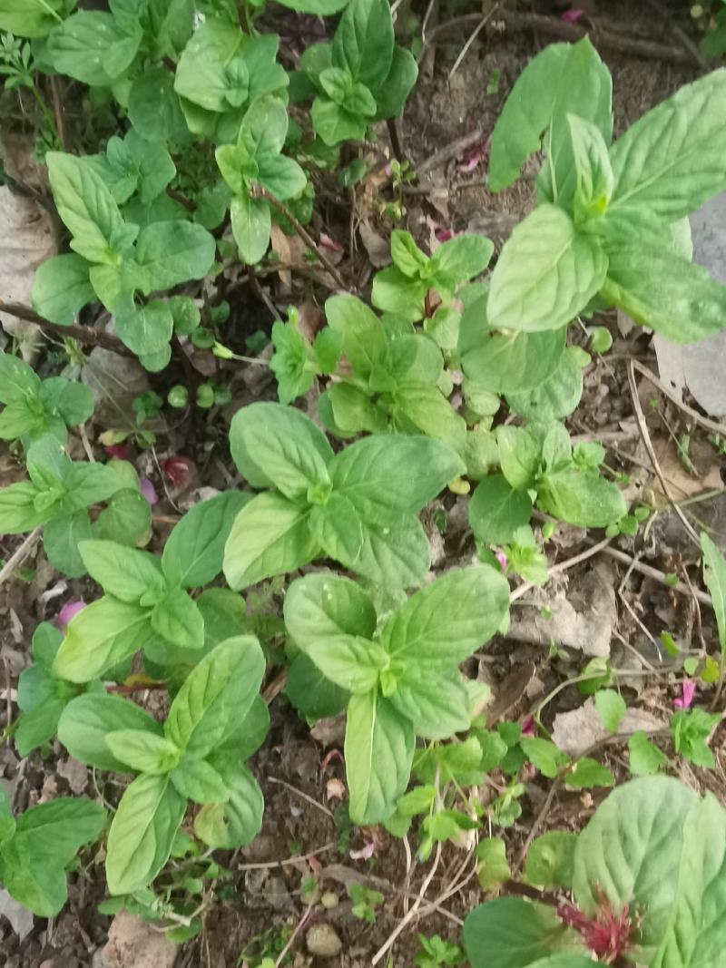 薄荷苗，菜薄荷多年生，观赏，食用阳台室内盆栽花卉好养驱蚊