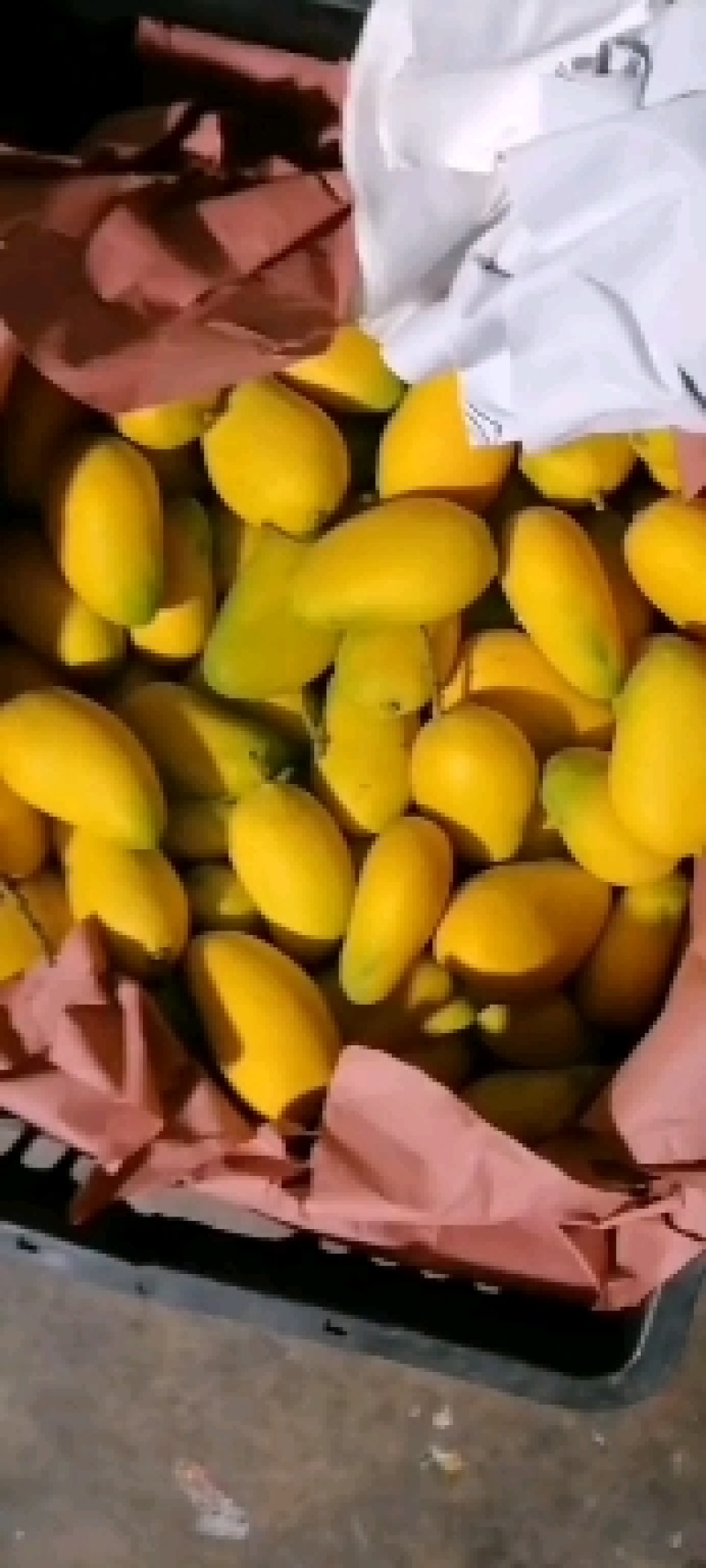 芒果