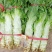 陕西省渭南市华州区莴苣2斤以上50~60cm