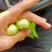 小油菜上海青毛白菜快菜广东菜心黑叶白菠菜，