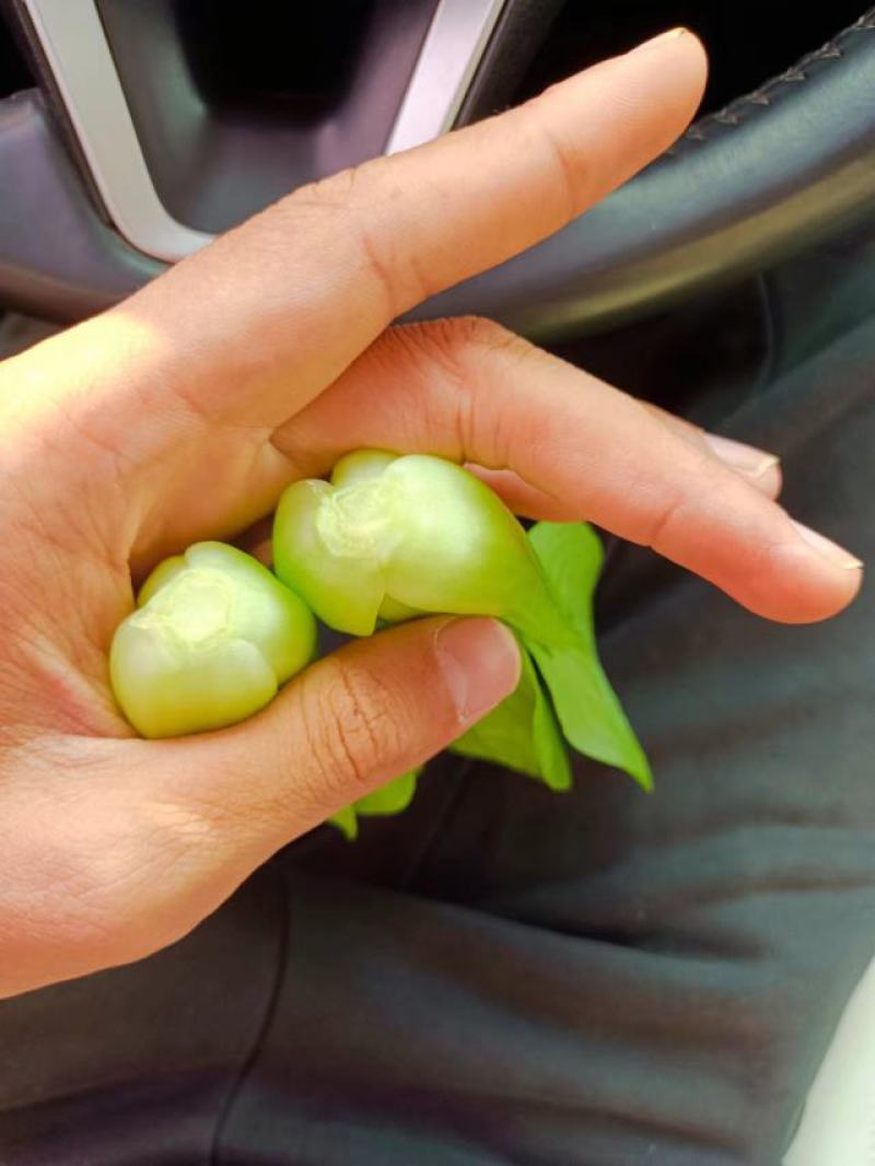 小油菜上海青毛白菜快菜广东菜心黑叶白菠菜，