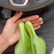 小油菜上海青毛白菜快菜广东菜心黑叶白菠菜，