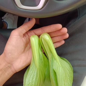 小油菜上海青毛白菜快菜广东菜心黑叶白菠菜，