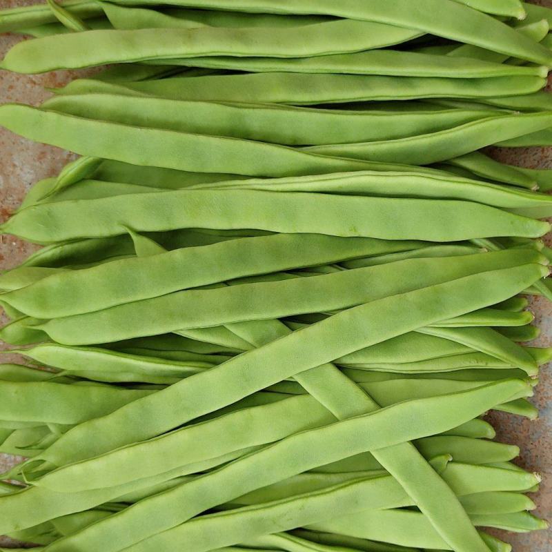 商河扁青芸豆
