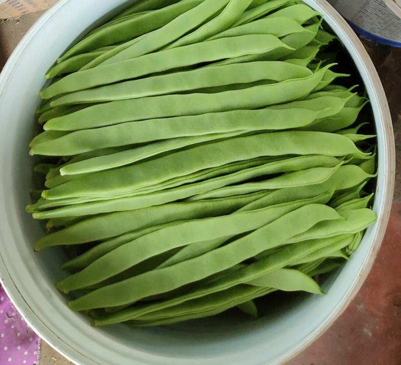 商河扁青芸豆