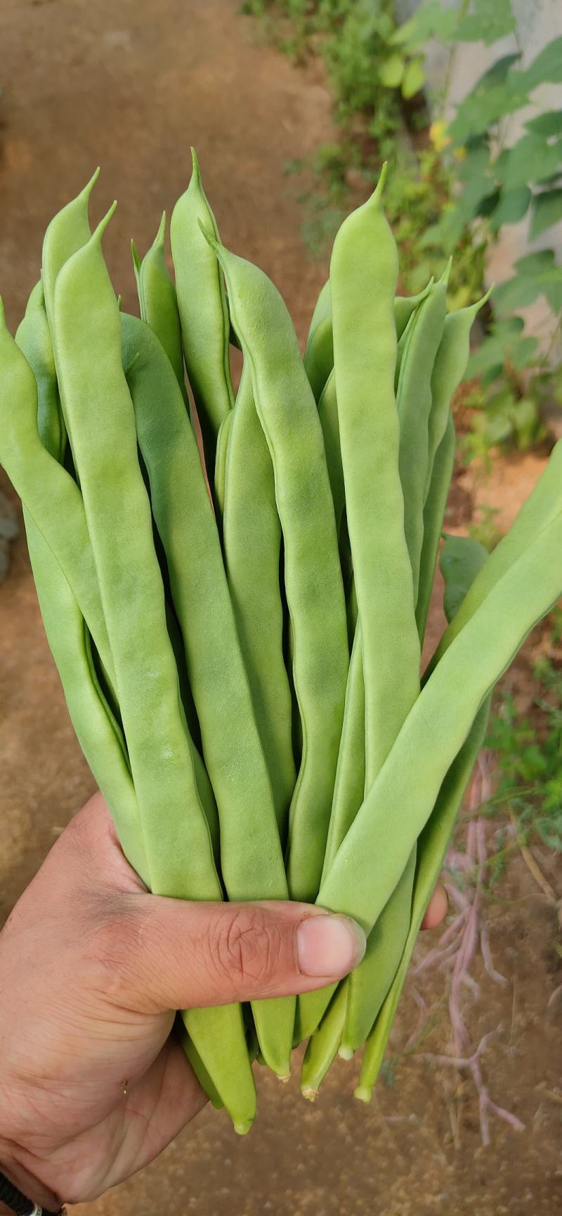 商河扁青芸豆