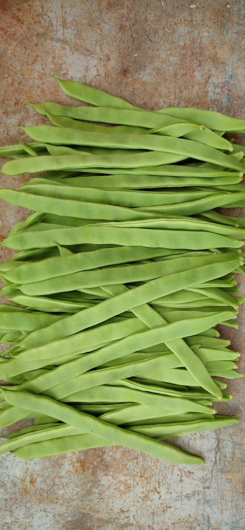 商河扁青芸豆