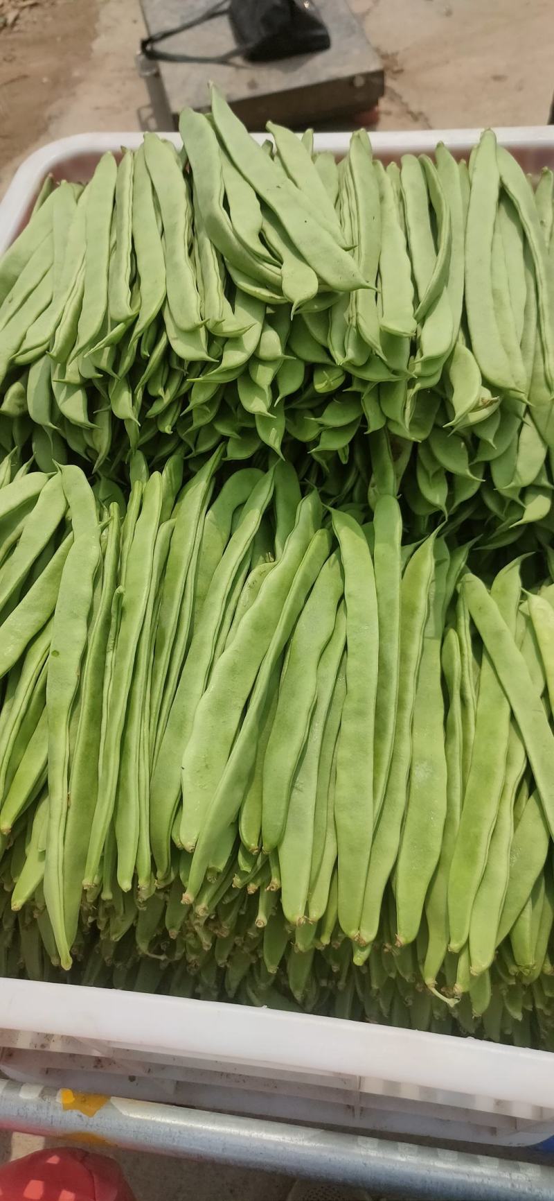 商河扁青芸豆