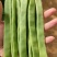 商河扁青芸豆