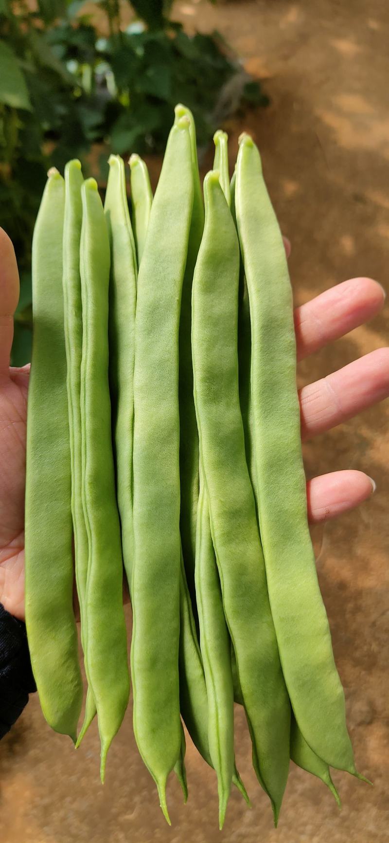 商河扁青芸豆