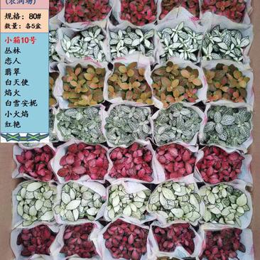 网纹草盆栽盆景嫣红蔓基地直销3.5元，可单色出