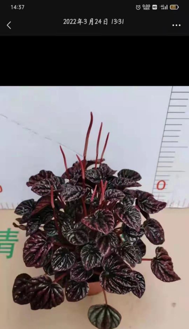网纹草盆栽盆景嫣红蔓基地直销3.5元，可单色出