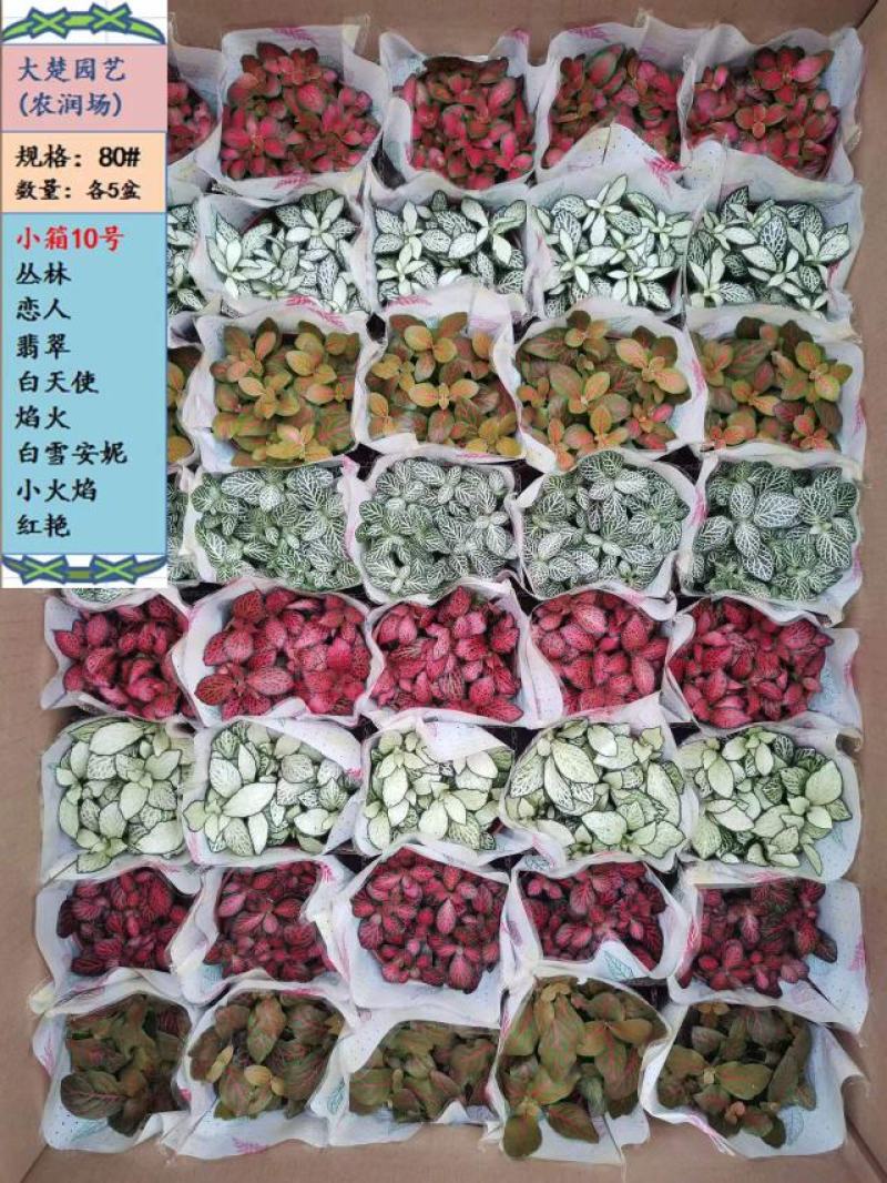 网纹草盆栽盆景嫣红蔓基地直销3.5元，可单色出