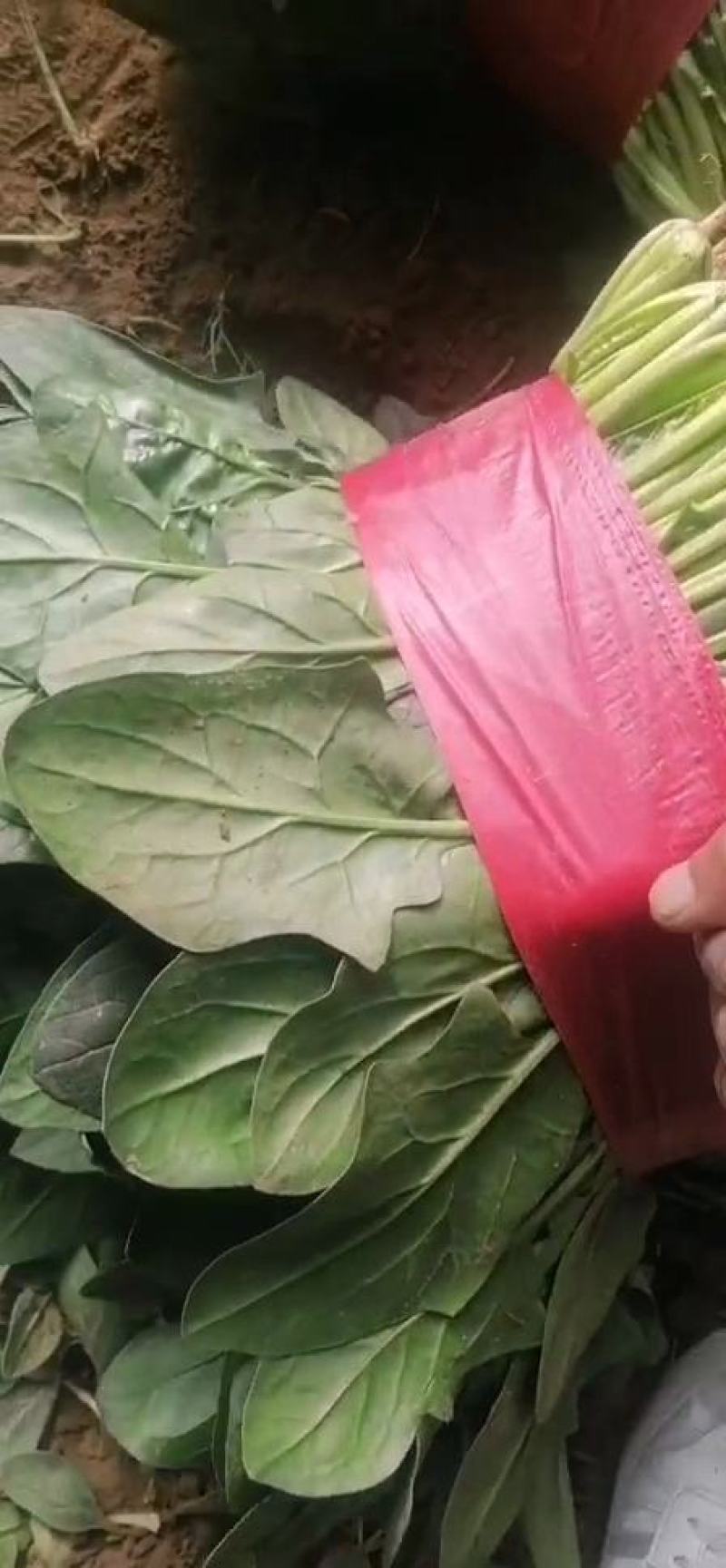 菠菜青海大棚大叶菠菜，一手货源，可视频看货，基地考察