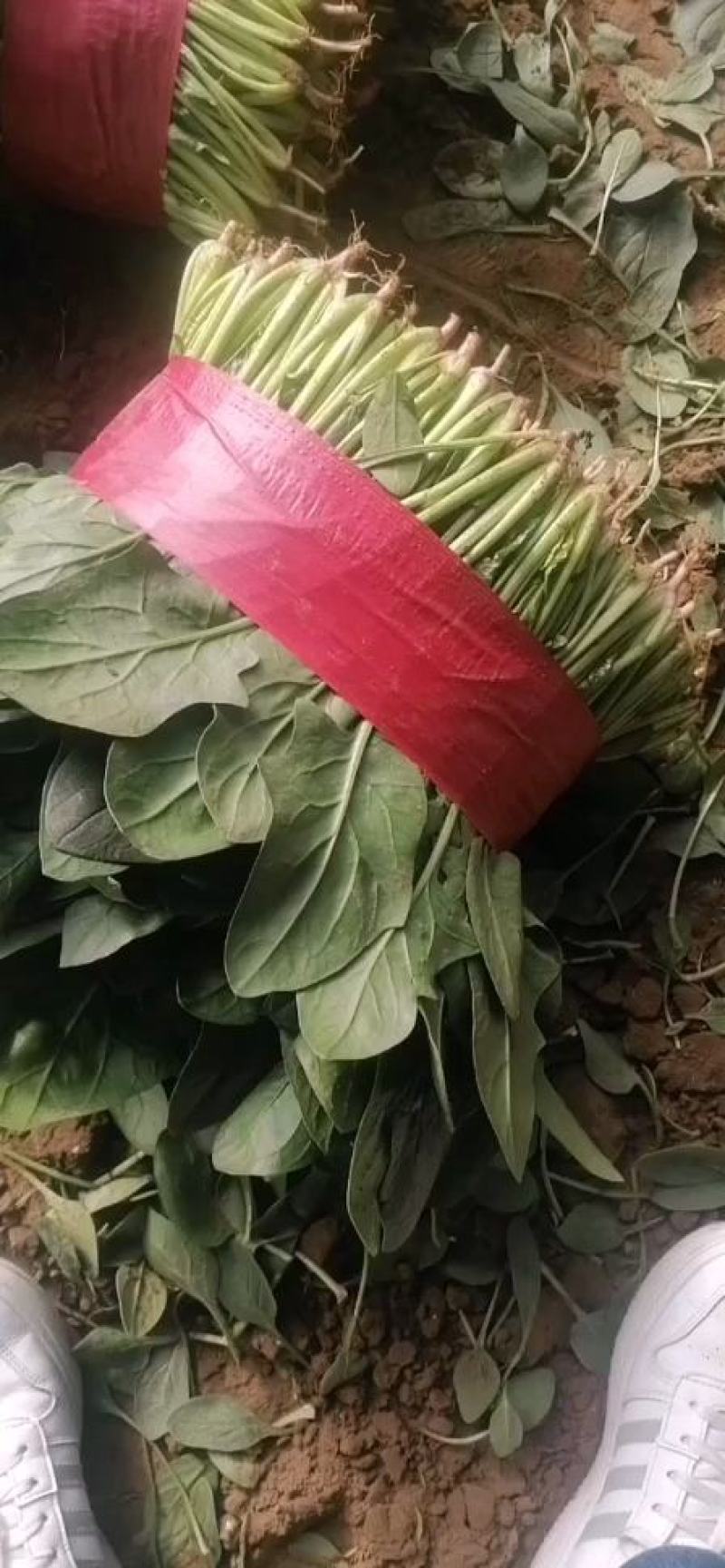 菠菜青海大棚大叶菠菜，一手货源，可视频看货，基地考察