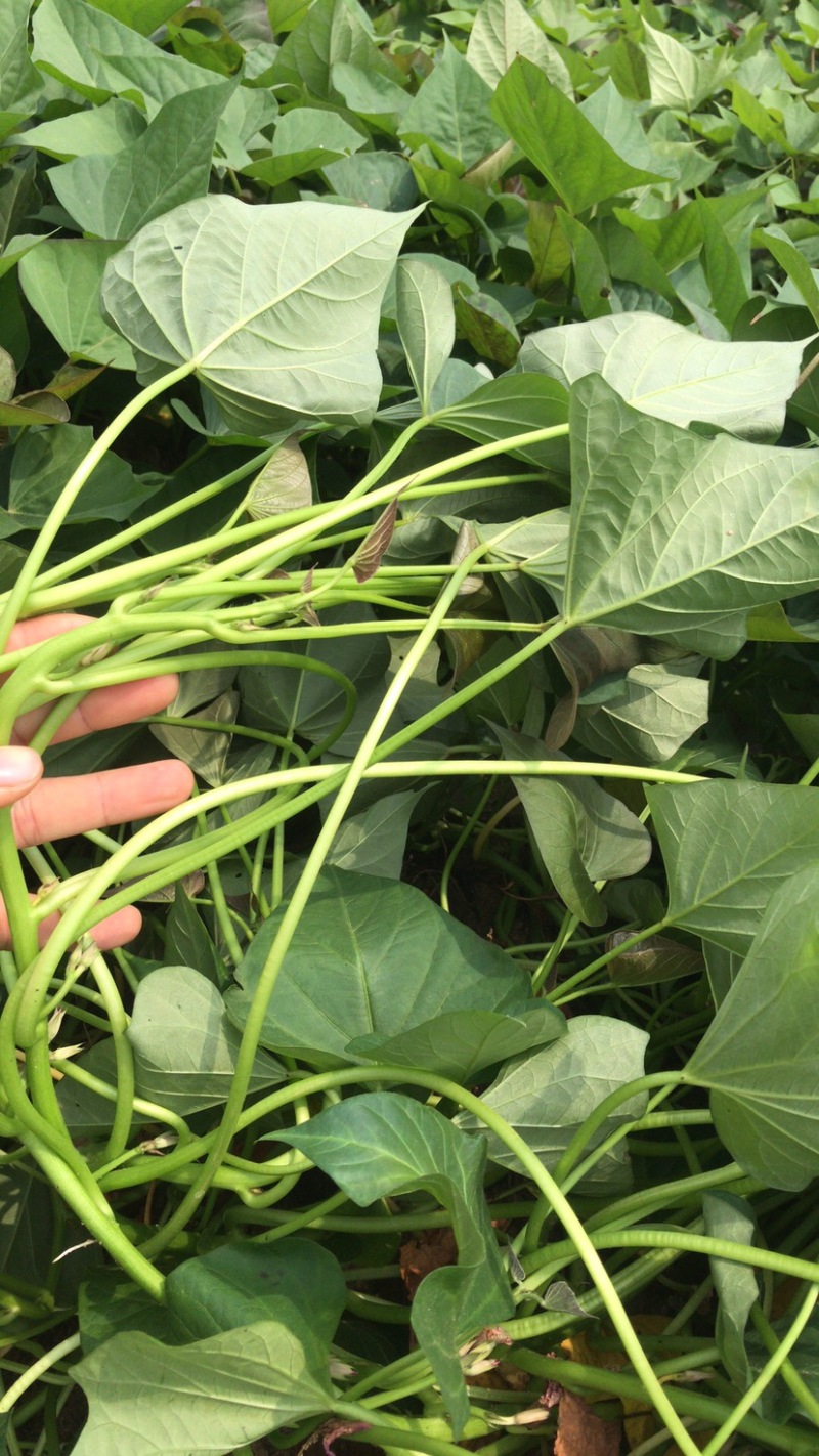 西瓜红大田苗
