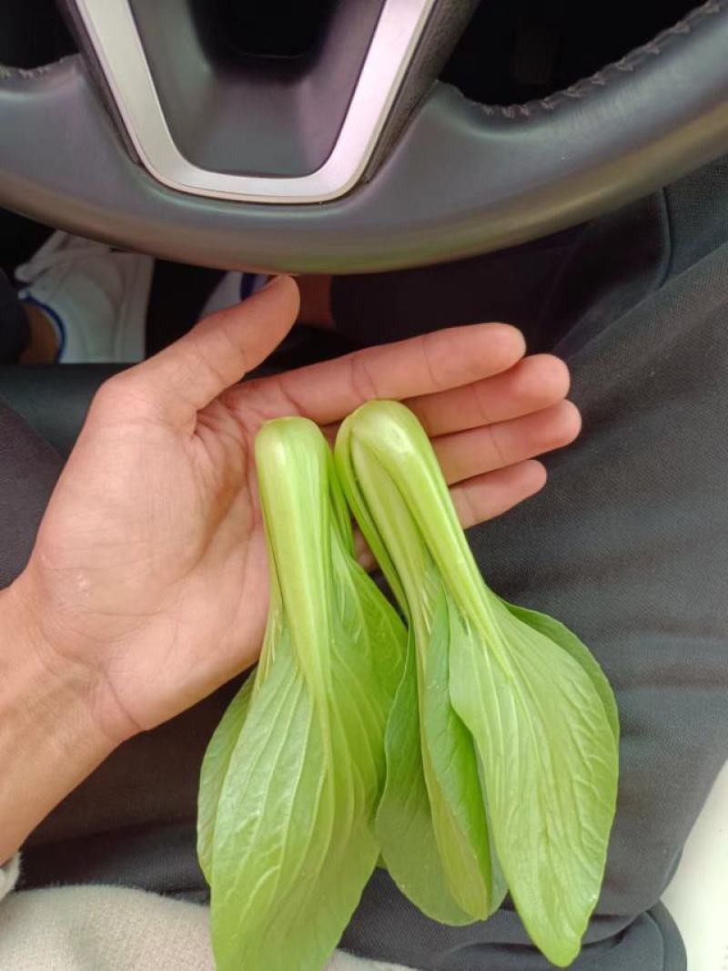 小油菜上海青毛白菜快菜广东菜心黑叶白菠菜，