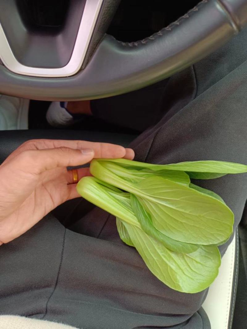 小油菜上海青毛白菜快菜广东菜心黑叶白菠菜，