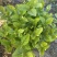 260#茉莉花花苞多叶片清秀状态好一箱起批10.5元一盆