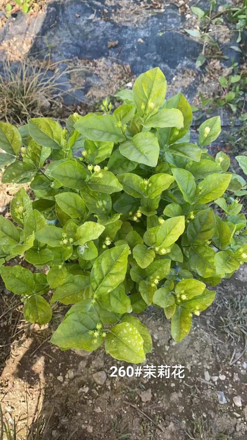 260#茉莉花花苞多叶片清秀状态好一箱起批10.5元一盆