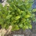 260#茉莉花花苞多叶片清秀状态好一箱起批10.5元一盆