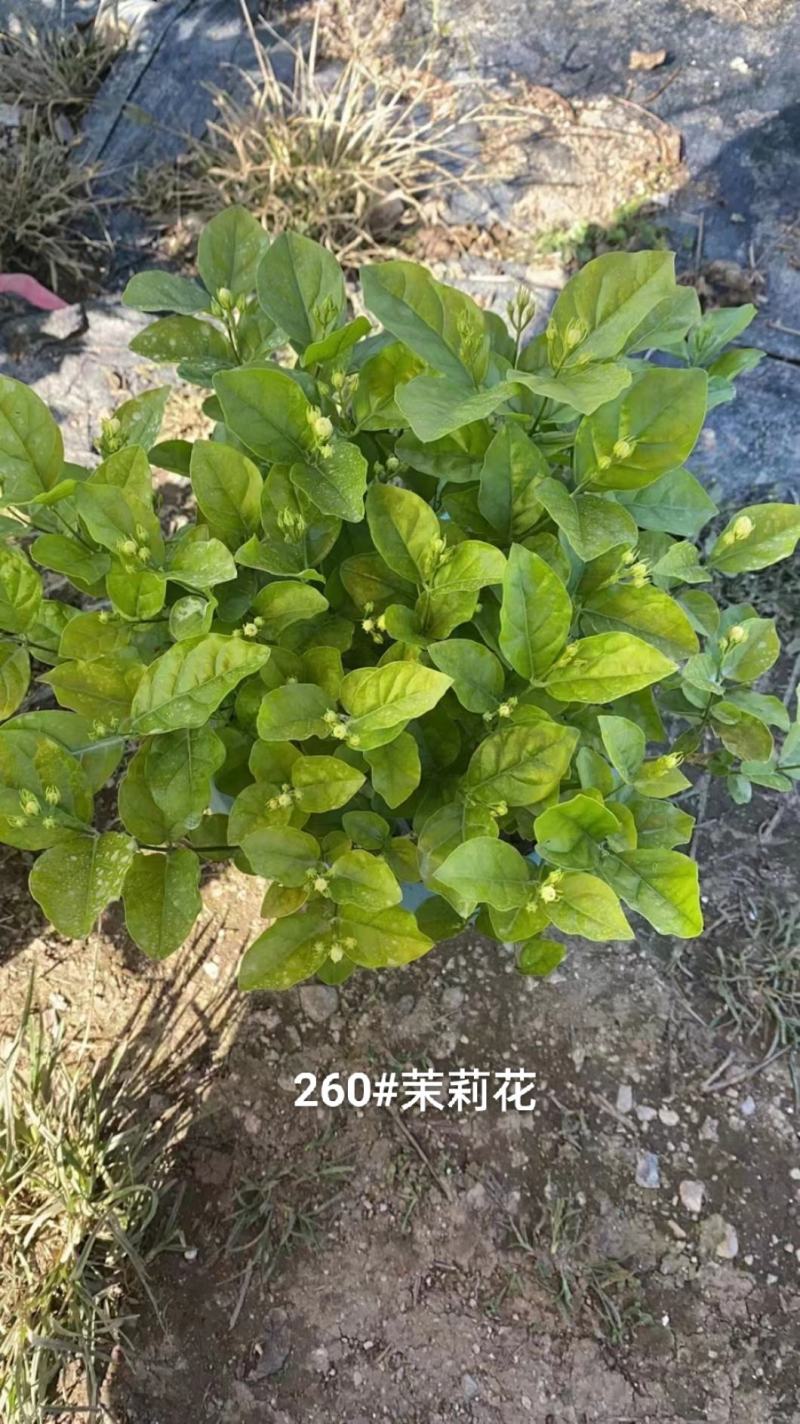 260#茉莉花花苞多叶片清秀状态好一箱起批10.5元一盆