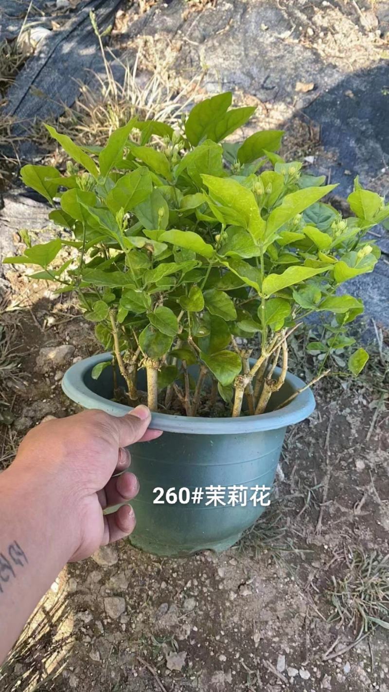 260#茉莉花花苞多叶片清秀状态好一箱起批10.5元一盆