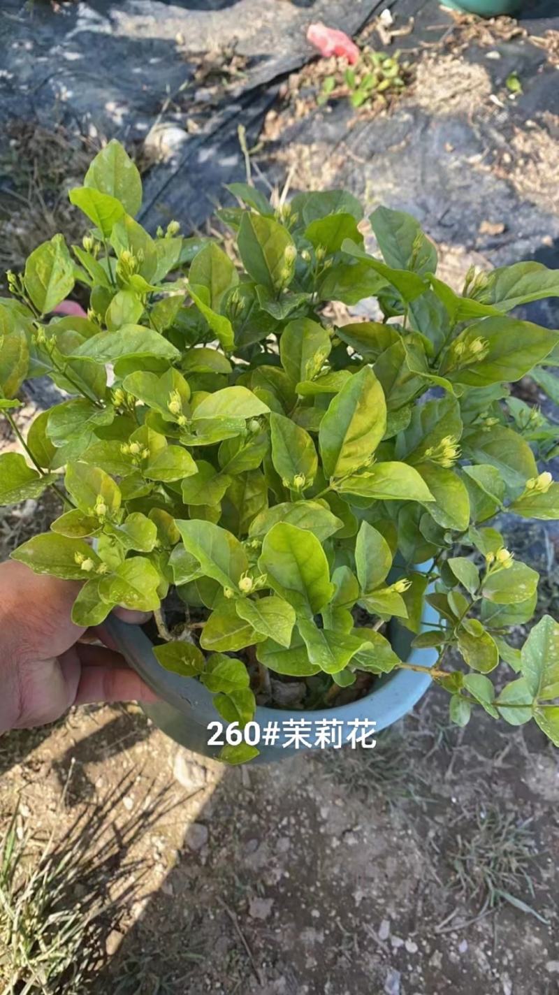 260#茉莉花花苞多叶片清秀状态好一箱起批10.5元一盆