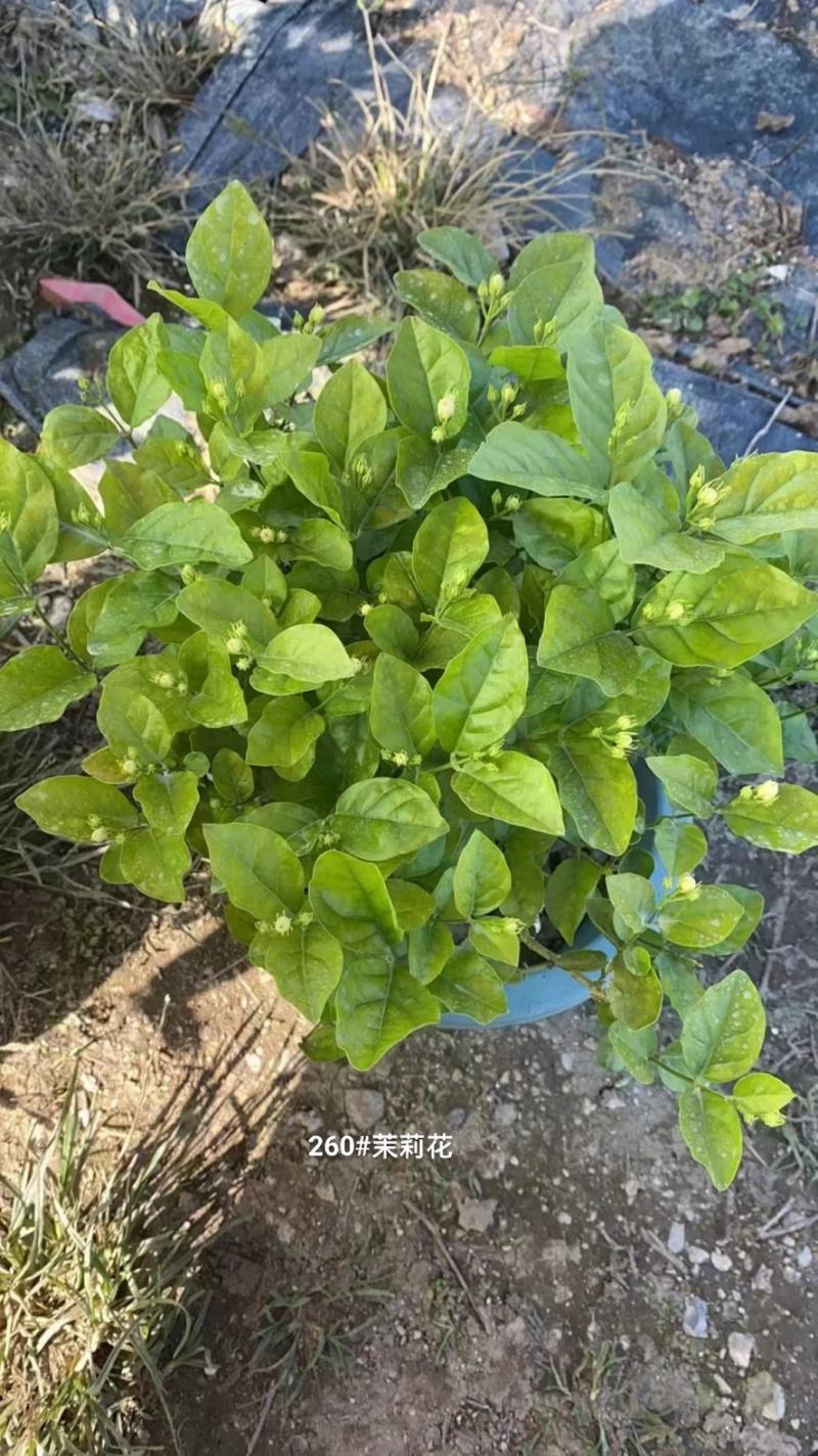 260#茉莉花花苞多叶片清秀状态好一箱起批10.5元一盆