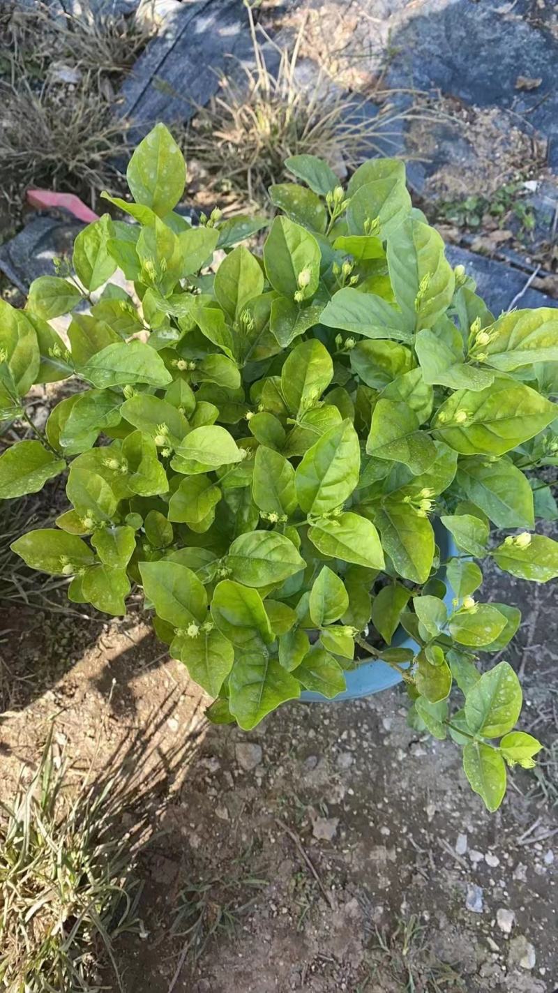 260#茉莉花花苞多叶片清秀状态好一箱起批10.5元一盆