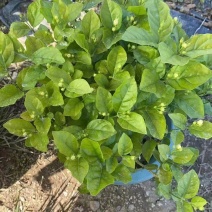 260#茉莉花花苞多叶片清秀状态好一箱起批10.5元一盆