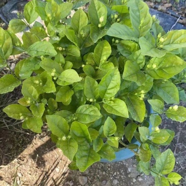 260#茉莉花花苞多叶片清秀状态好一箱起批10.5元一盆
