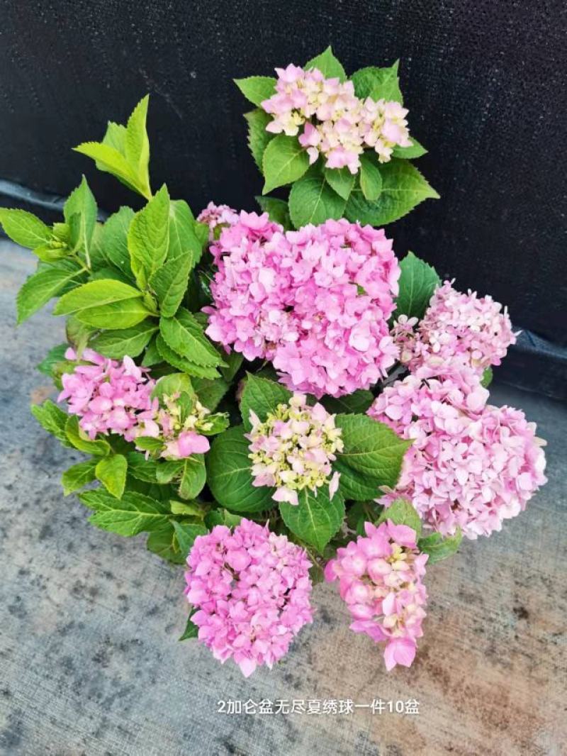 2加仑无尽夏绣球一箱10盆花头多非常漂亮一箱起批基地直发
