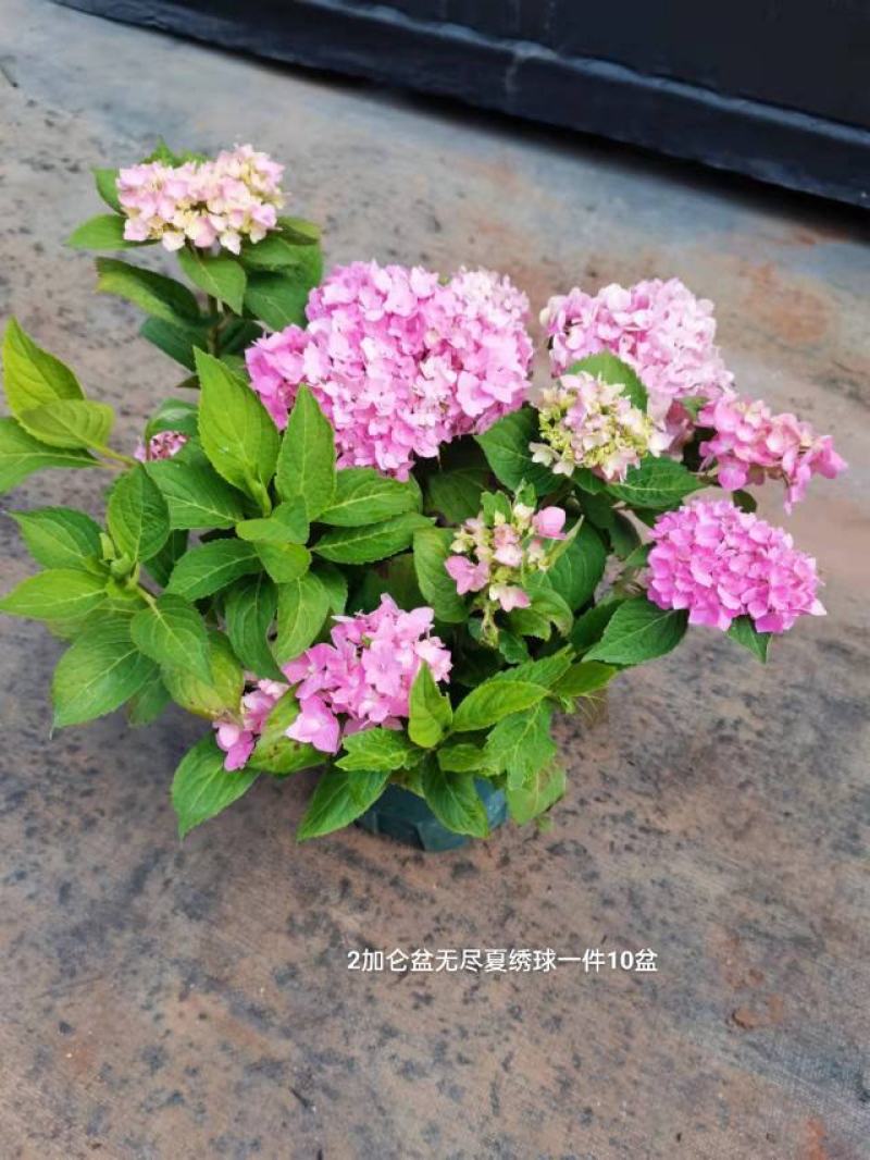 2加仑无尽夏绣球一箱10盆花头多非常漂亮一箱起批基地直发