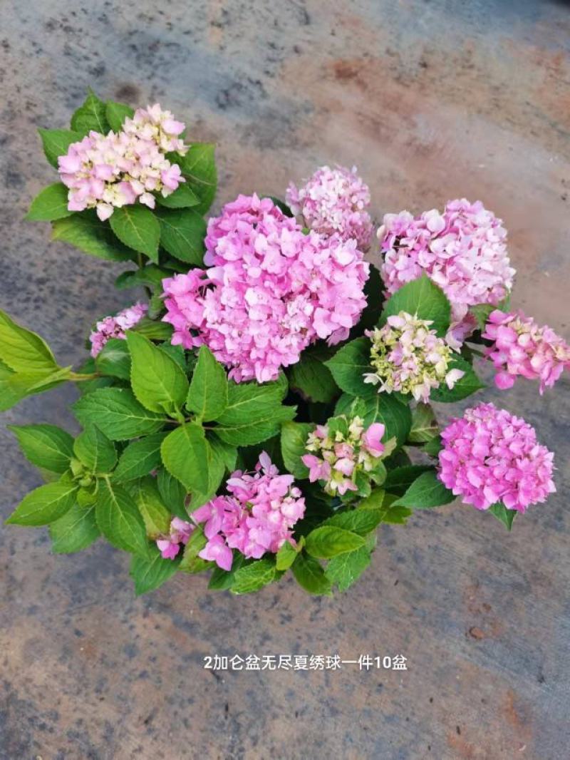 2加仑无尽夏绣球一箱10盆花头多非常漂亮一箱起批基地直发