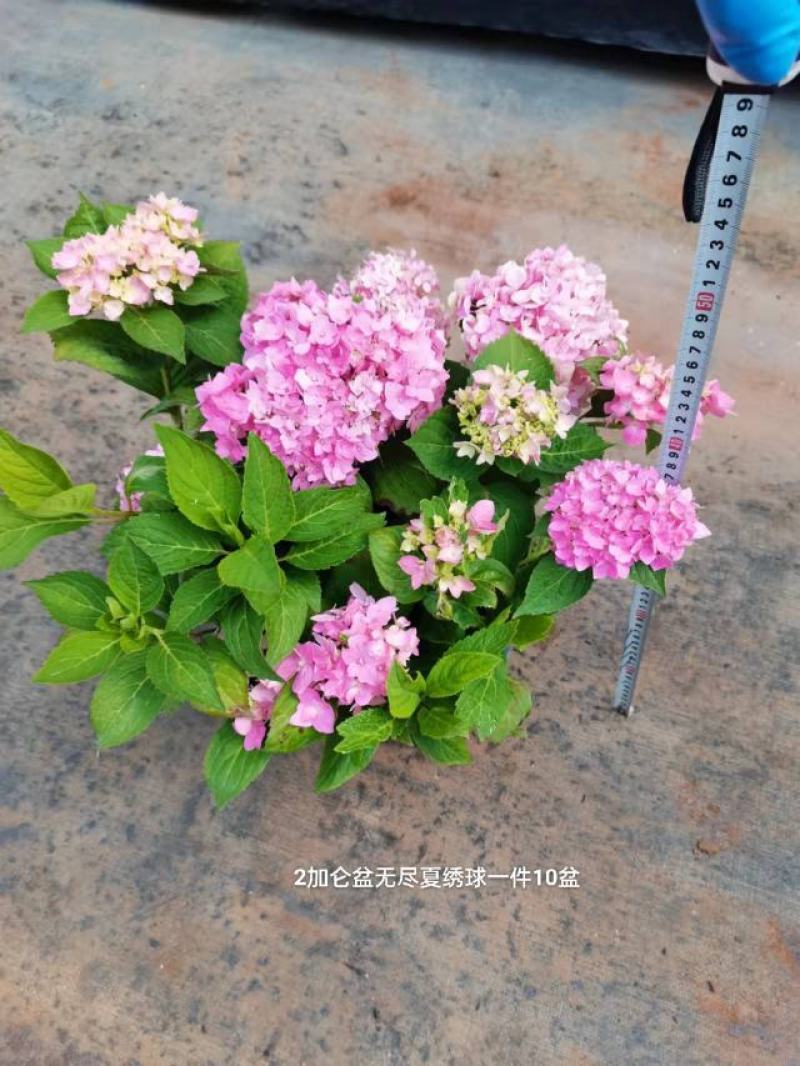 2加仑无尽夏绣球一箱10盆花头多非常漂亮一箱起批基地直发