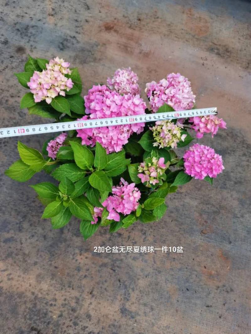 2加仑无尽夏绣球一箱10盆花头多非常漂亮一箱起批基地直发