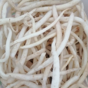 川明参