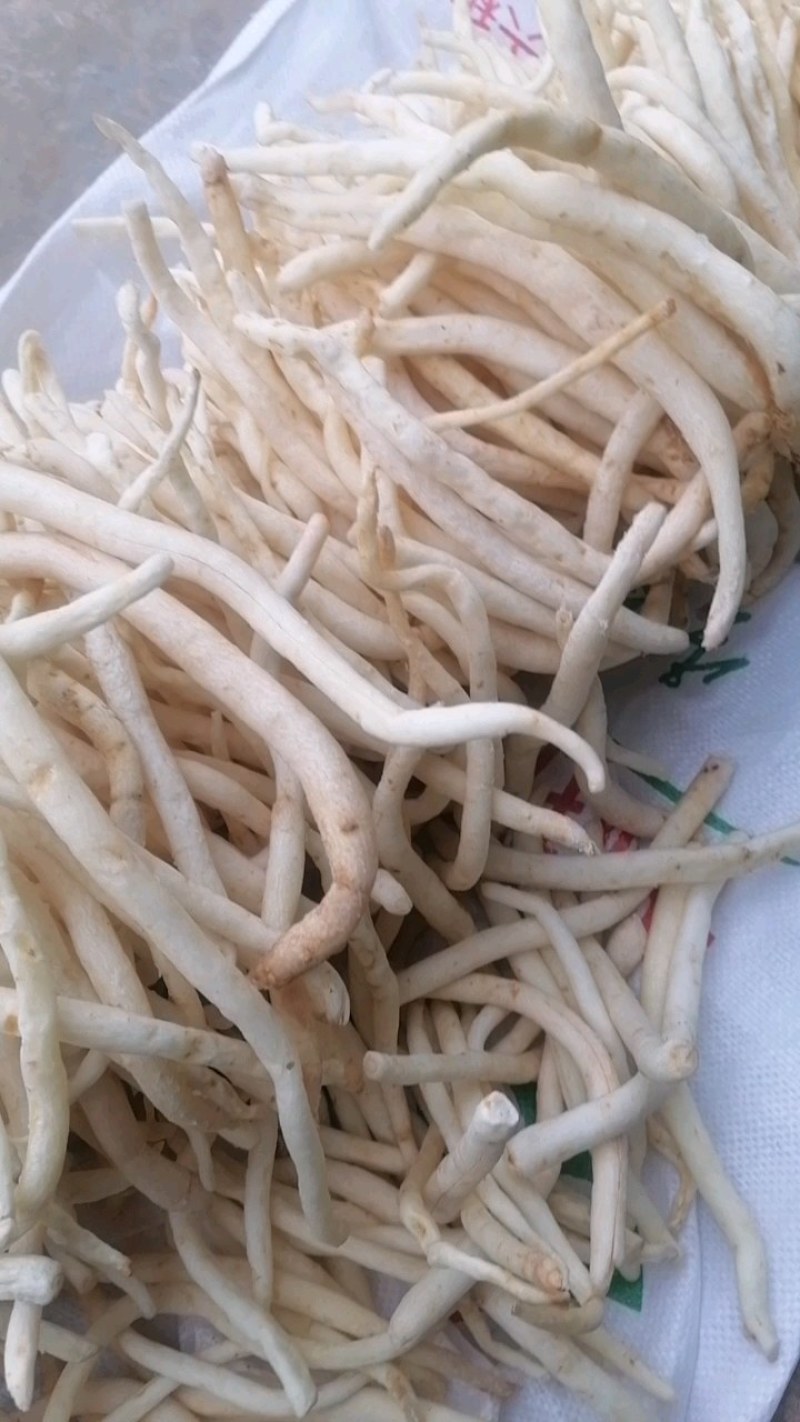 川明参