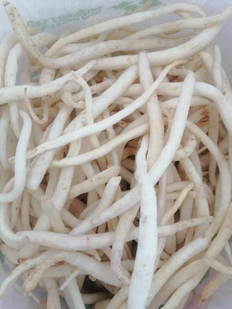 川明参