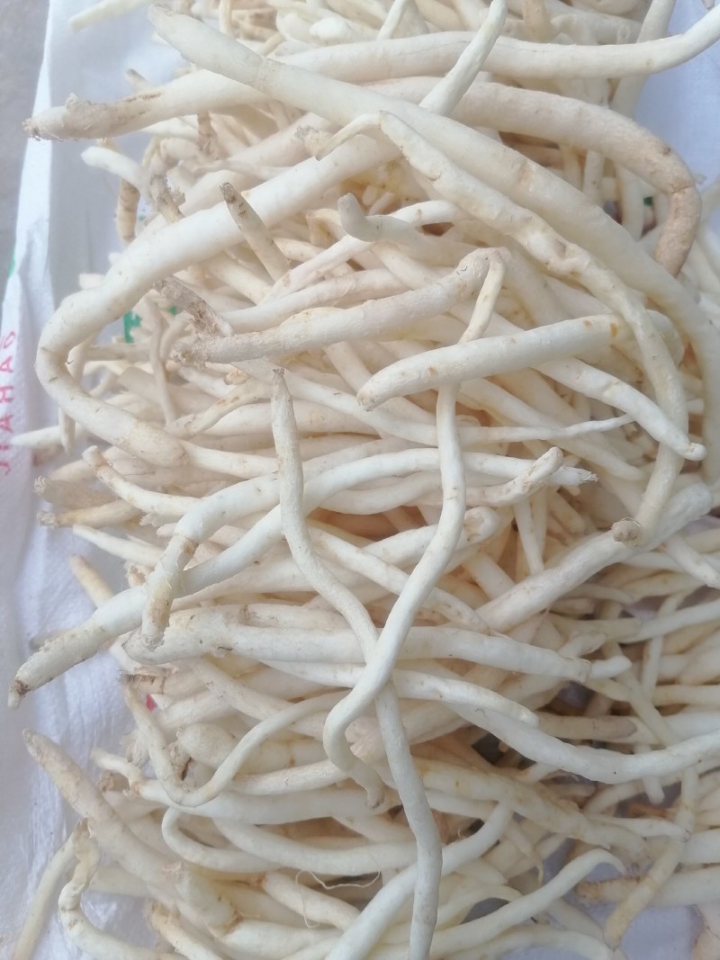 川明参