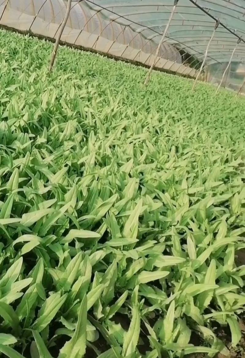 油麦菜青藏高原青海油麦菜，货源充足，产地直销，欢迎采购