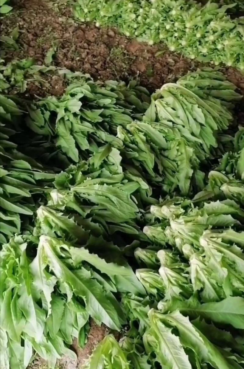 油麦菜青藏高原青海油麦菜，货源充足，产地直销，欢迎采购