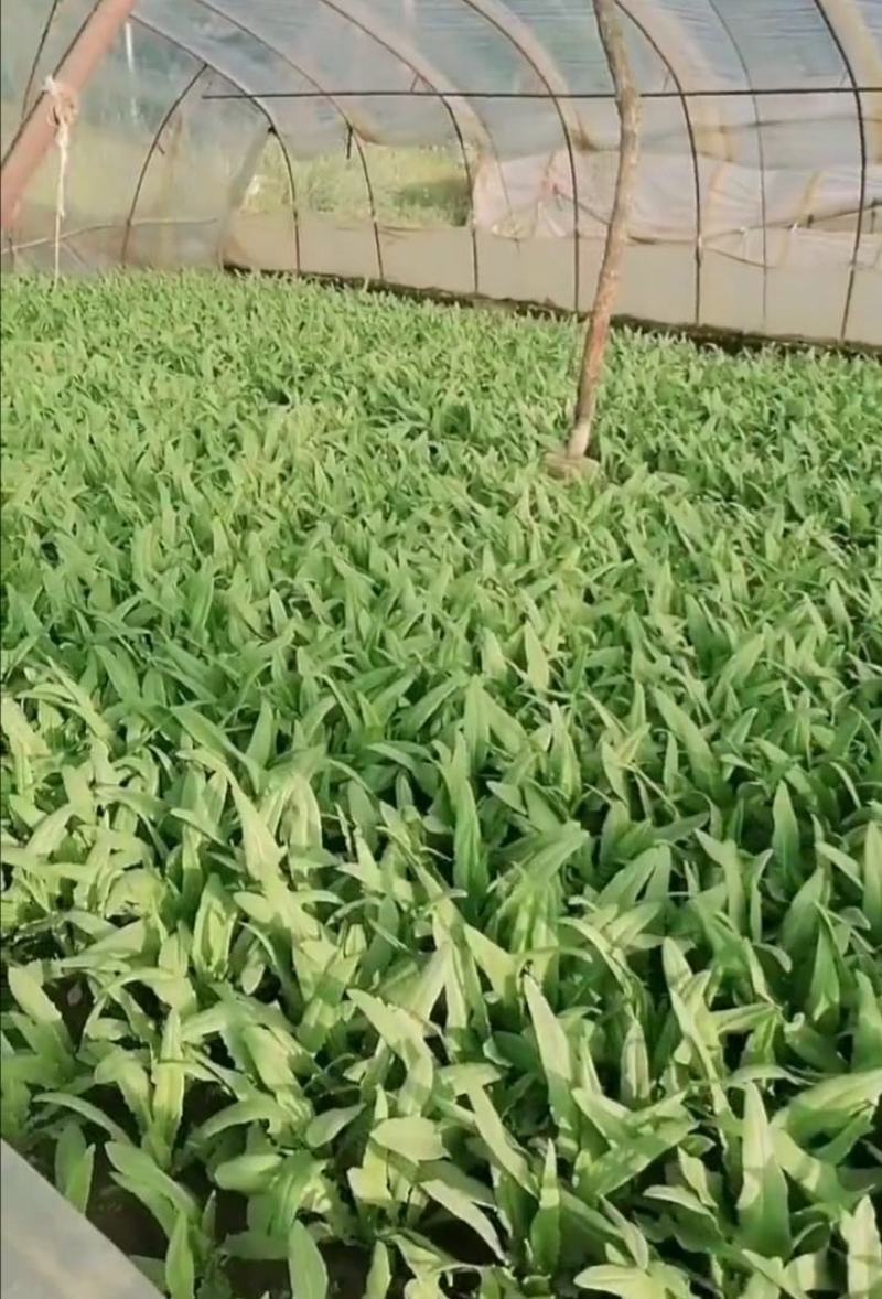 油麦菜青藏高原青海油麦菜，货源充足，产地直销，欢迎采购