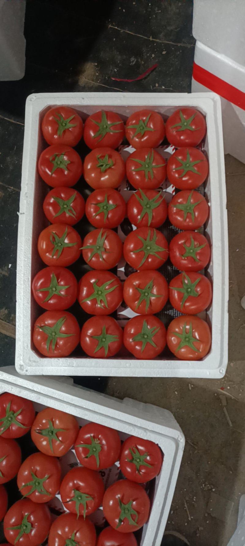 山东硬粉西红柿粉柿子专业对接商超精选产品量大从优