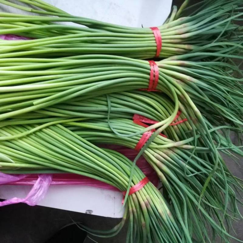 金乡县蒜苔红帽蒜苔
