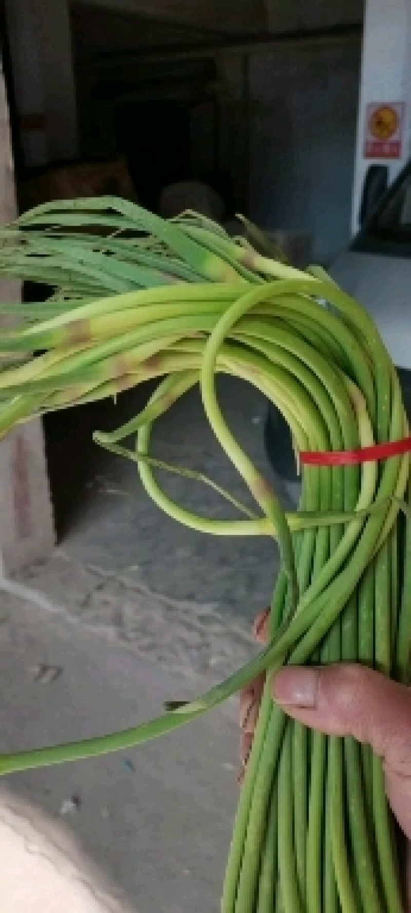 金乡县蒜苔红帽蒜苔